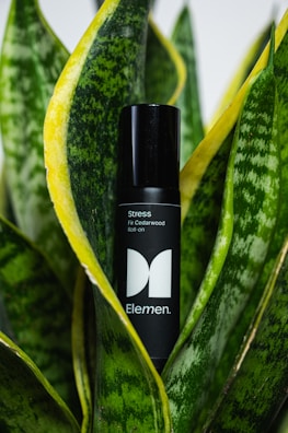 A black roll-on bottle labeled 'Stress Fir Cedarwood Roll-On' nestled among vibrant green leaves with yellow edges, likely from a Sansevieria plant.