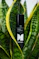 A black roll-on bottle labeled 'Stress Fir Cedarwood Roll-On' nestled among vibrant green leaves with yellow edges, likely from a Sansevieria plant.