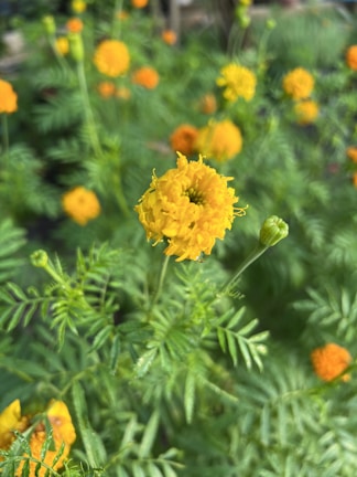 A close-up of vibrant marguerite flowers in a garden.