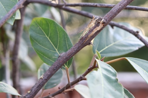 Close-up of a skilled arborist examining green leaves on a healthy tree branch.