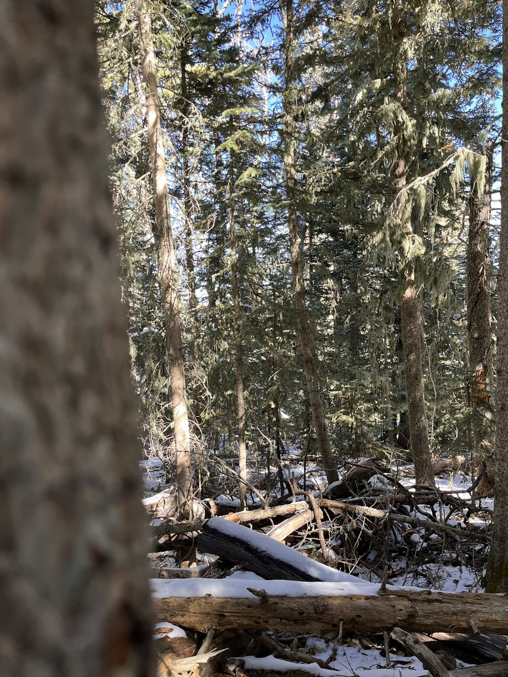 a forest filled with lots of trees covered in snow