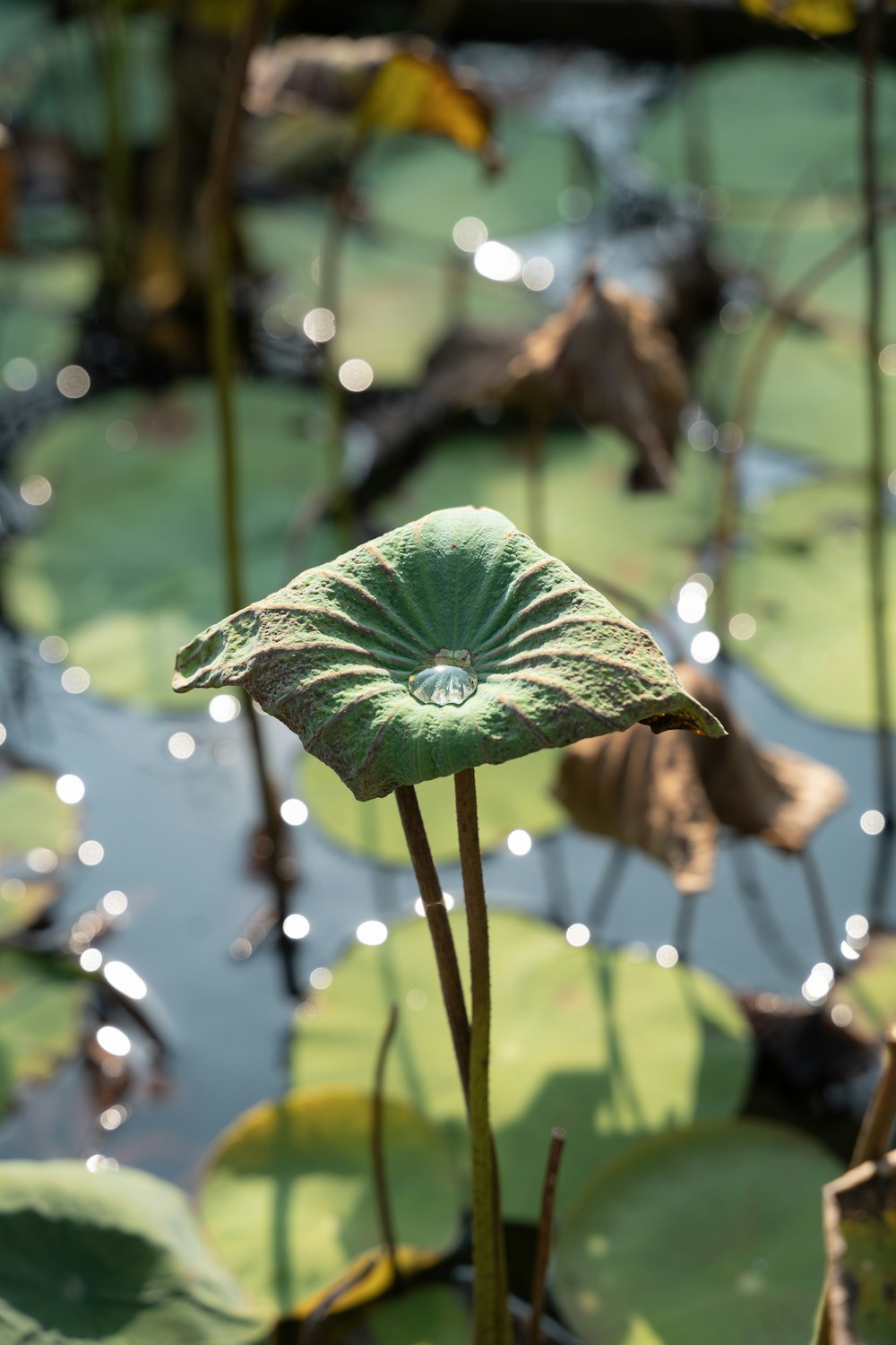 a close up of a green flower in a pond