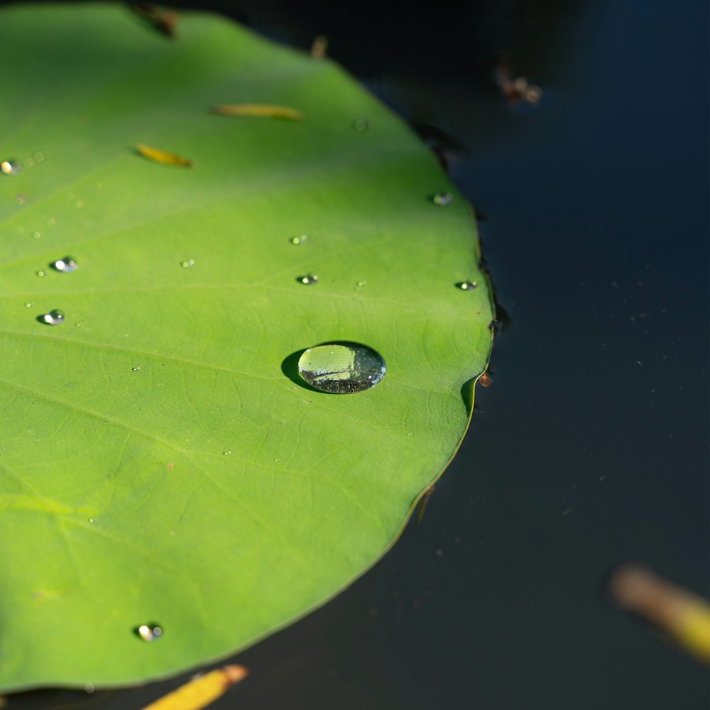 a green leaf with water drops on it