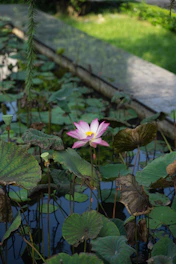 a pink flower sitting on top of a lush green field