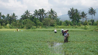 Sunlit Indonesian farm field with workers harvesting leafy green vegetables.
