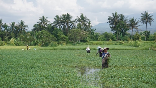A lush, green rice paddy field with people working. They are wearing traditional hats and are surrounded by rows of crops. In the background, there are tall palm trees and a distant view of mountains under a slightly cloudy sky.
