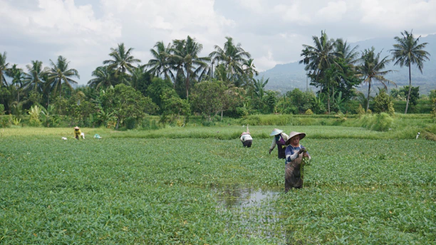 Sunlit Indonesian farm field with workers harvesting leafy green vegetables.