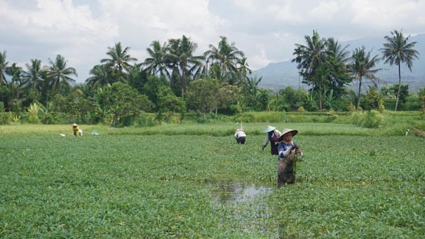 A vibrant photo of Indonesian farmers working together in a lush green field with modern agricultural tools.