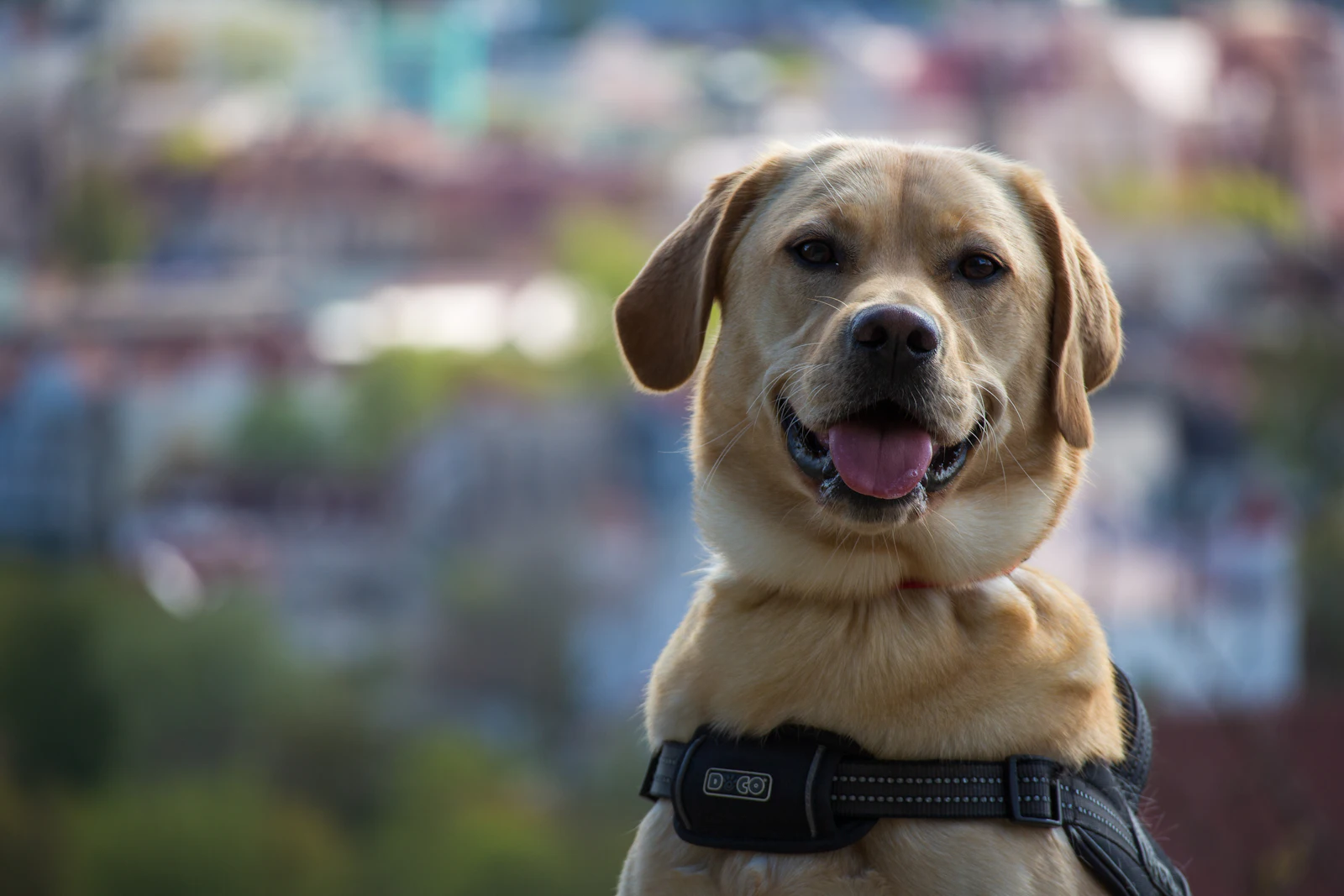 Un Labrador Retriever sonriente con arnés, de cerca