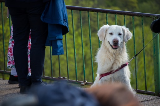 A large white dog with a fluffy coat is sitting calmly on a leash next to a metal railing. The background consists of lush green foliage, indicating a natural outdoor setting. The dog's expression appears relaxed and content. Parts of two people are visible, including a person wearing dark pants and a blue jacket.