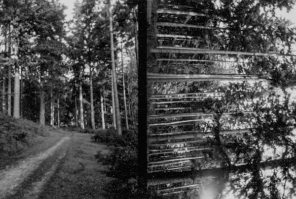 A black and white photograph featuring a dense forest with tall trees and a narrow dirt path winding through it. The right side of the image reflects a distorted version of the forest, as if seen through a piece of glass or a layered texture, adding an abstract element.