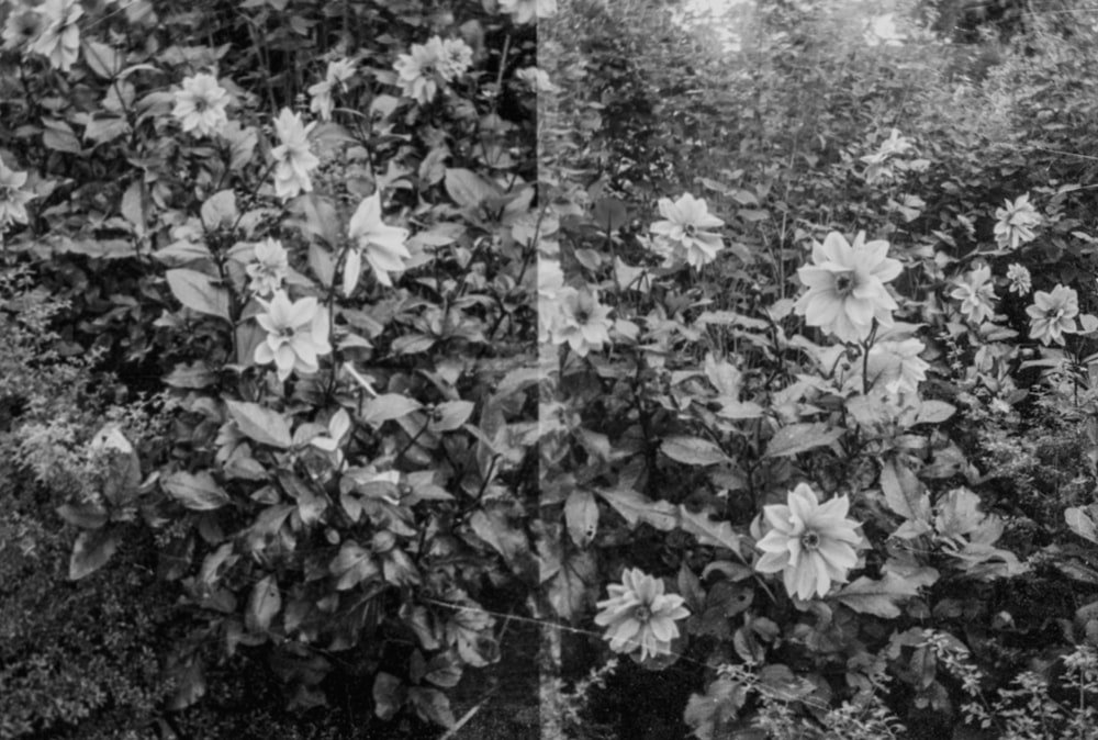 a black and white photo of a bush with flowers