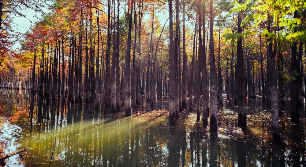 a body of water surrounded by lots of trees