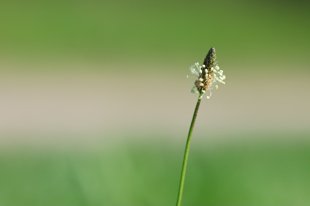 a close up of a flower with a blurry background