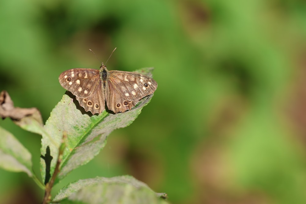 a brown butterfly sitting on top of a green leaf