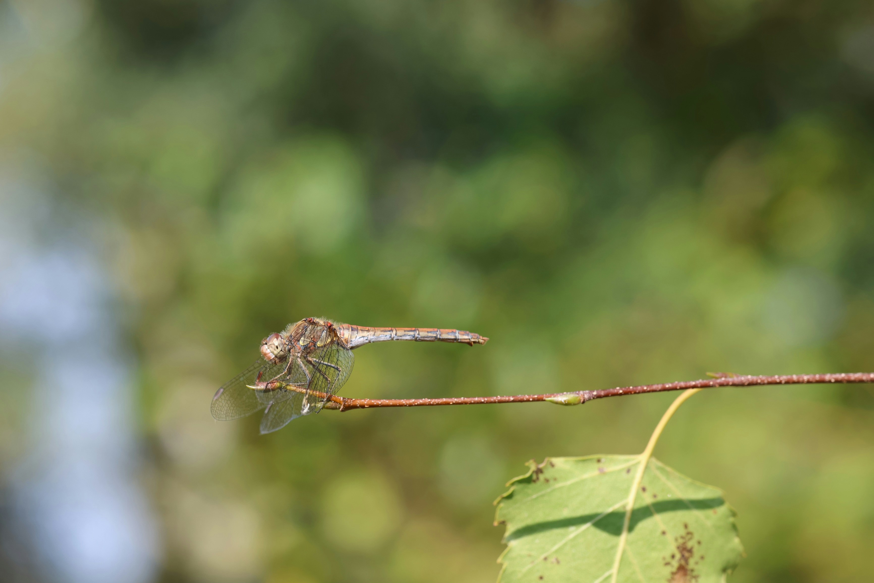 Photo by deibrinkjansen