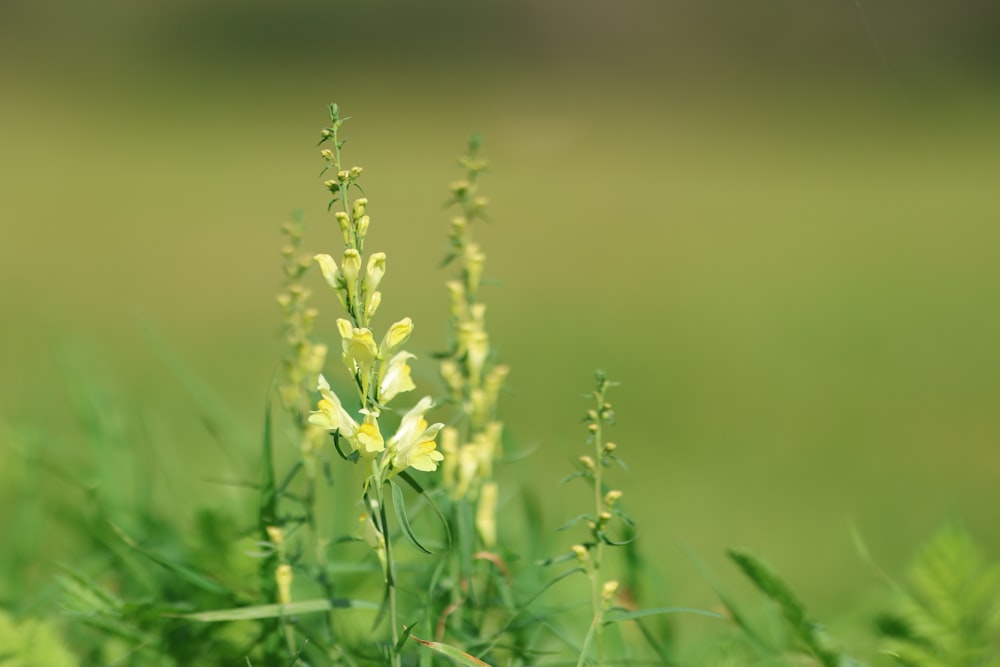 a close up of a plant with yellow flowers