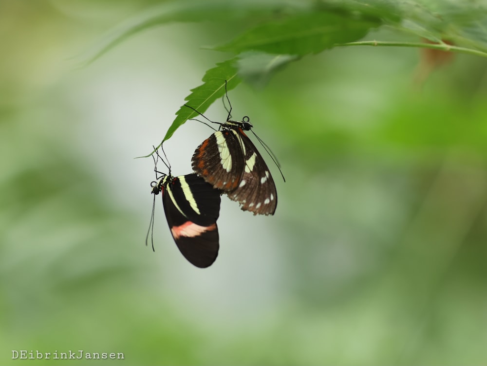 a couple of butterflies hanging from a green leaf