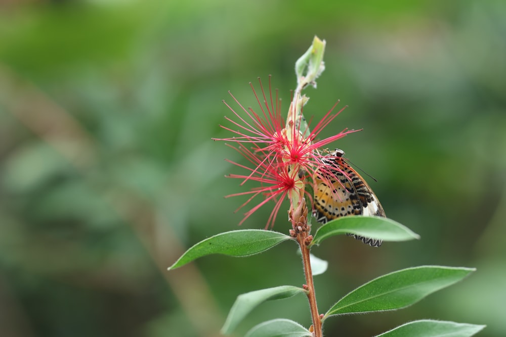 a butterfly sitting on top of a red flower