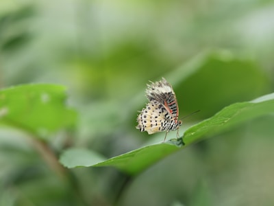 A delicate butterfly perches on a vibrant green leaf. Its wings display intricate patterns with shades of cream, black, and orange. The background is a soft blur of green, suggesting a natural setting.