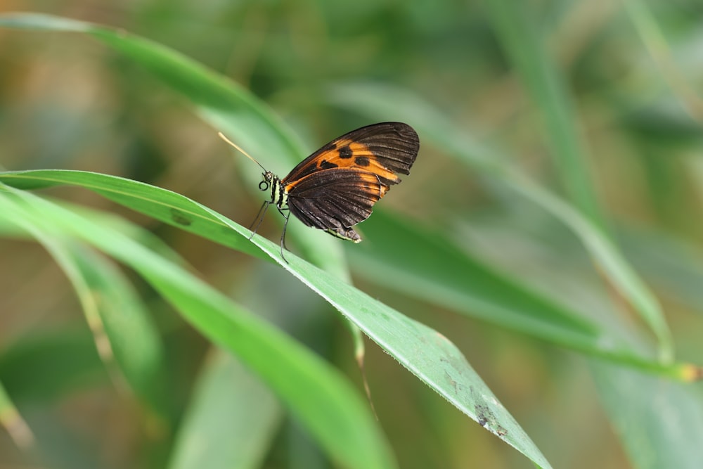 a brown and black butterfly sitting on top of a green leaf