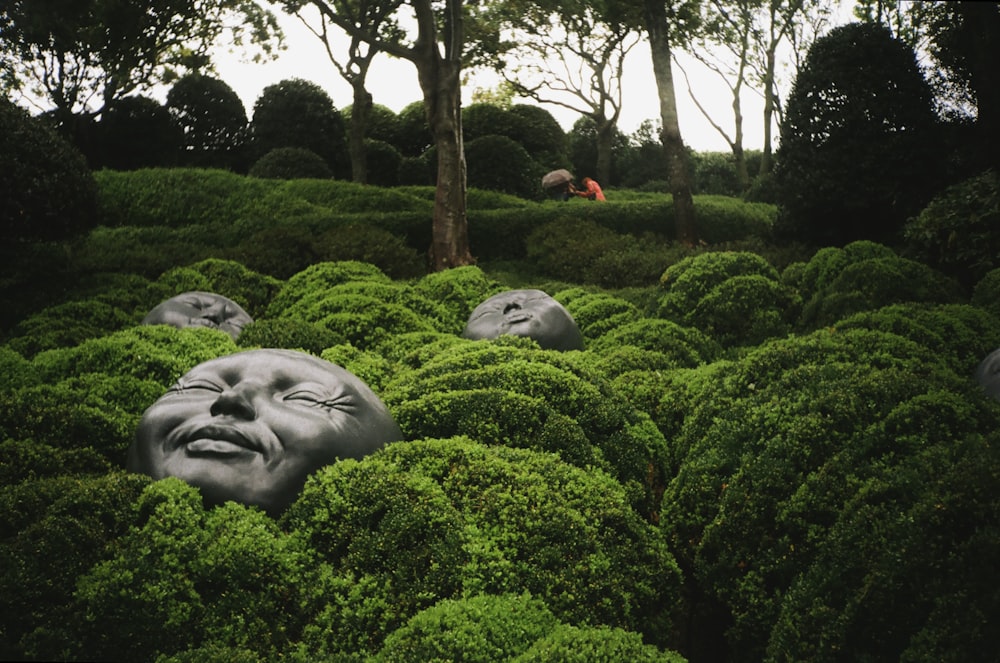 a group of heads in the middle of a field of green bushes