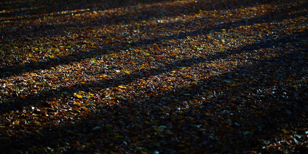 the shadow of a bench on the ground