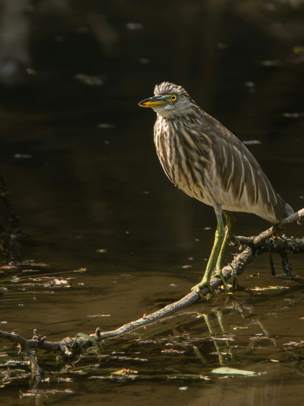 a bird is standing on a branch in the water