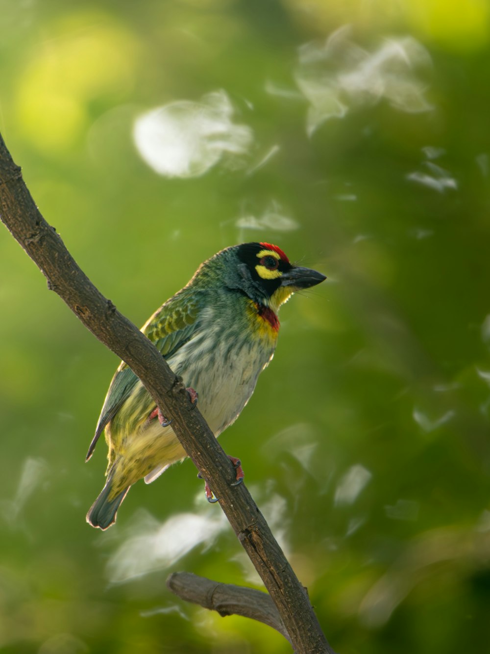 a small bird perched on a tree branch