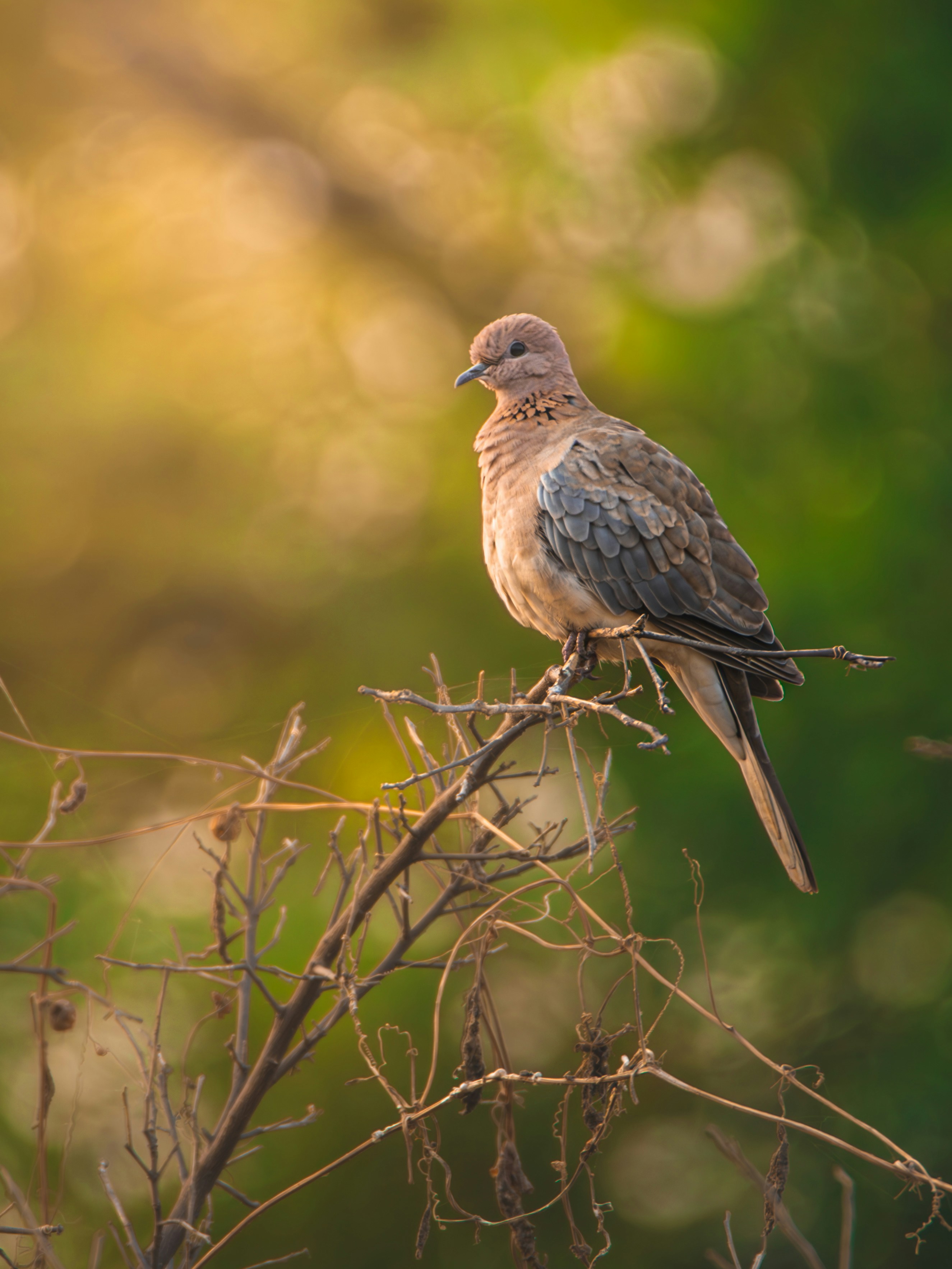 Photo by harshit_suryawanshi