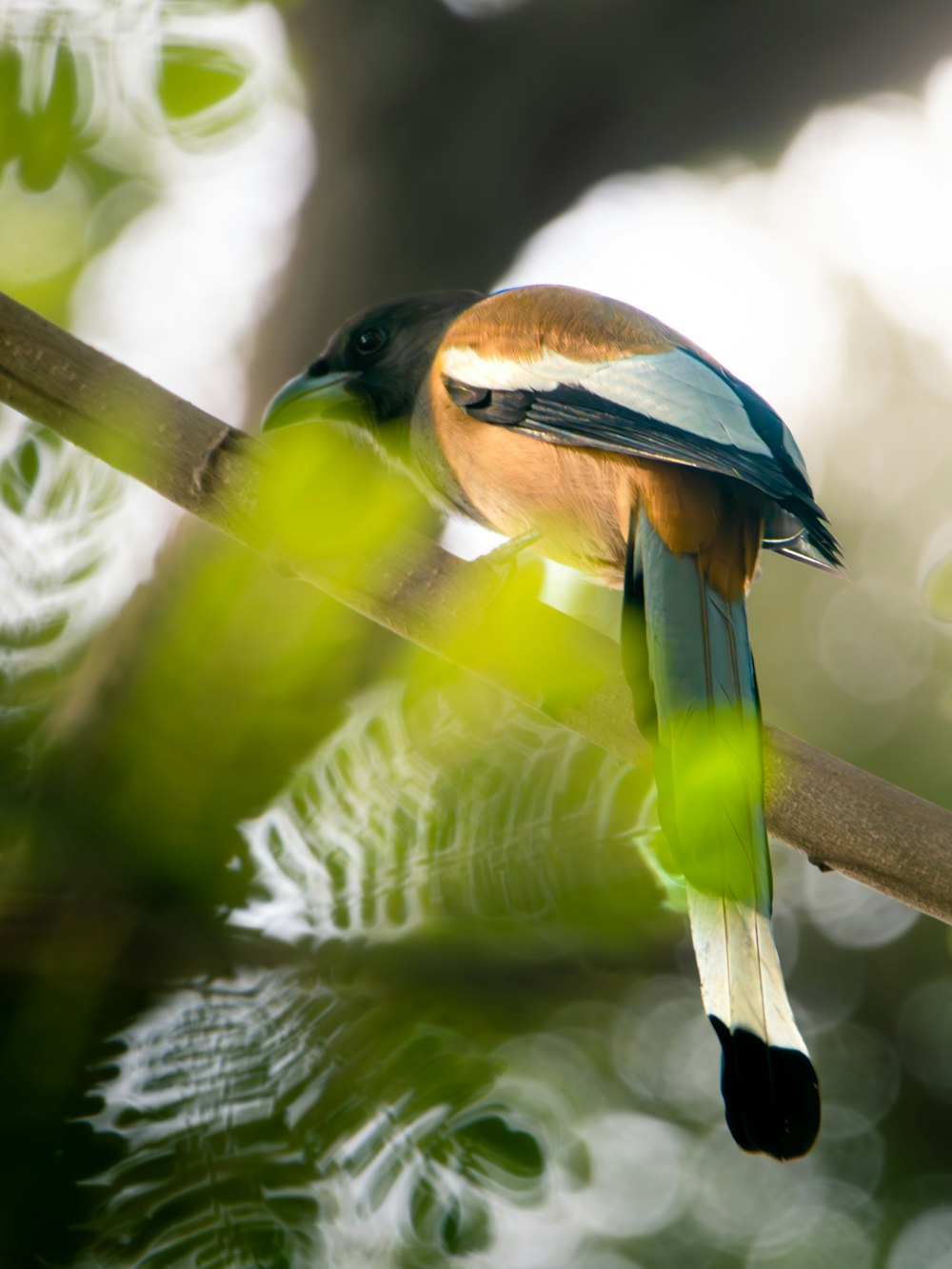 a colorful bird perched on a tree branch