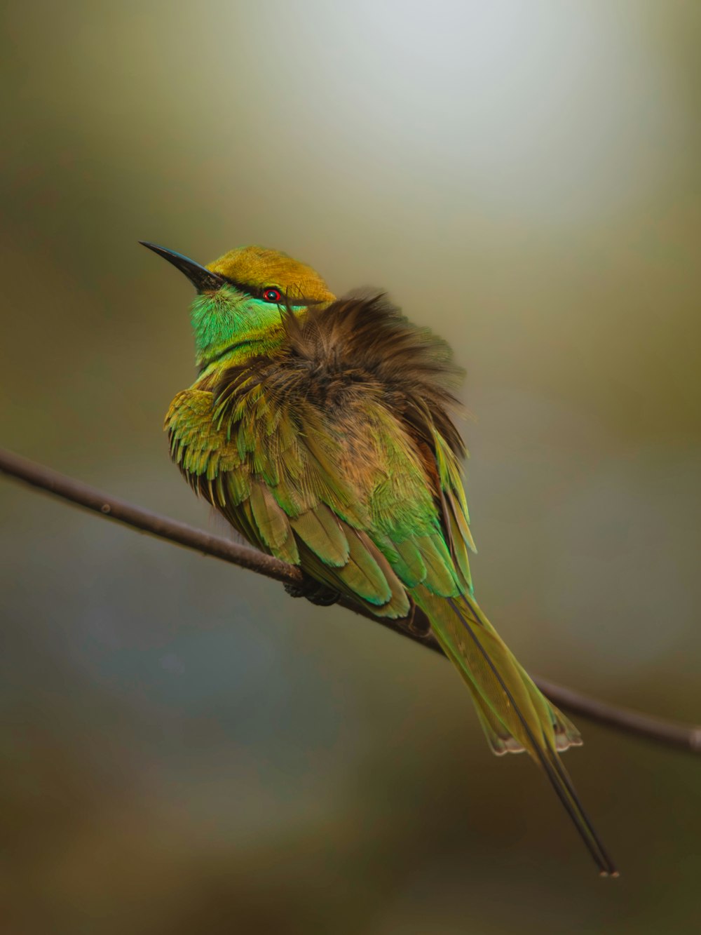 un oiseau coloré assis au sommet d’une branche