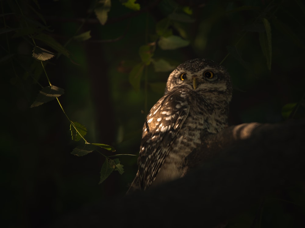 an owl sitting on a branch in the dark