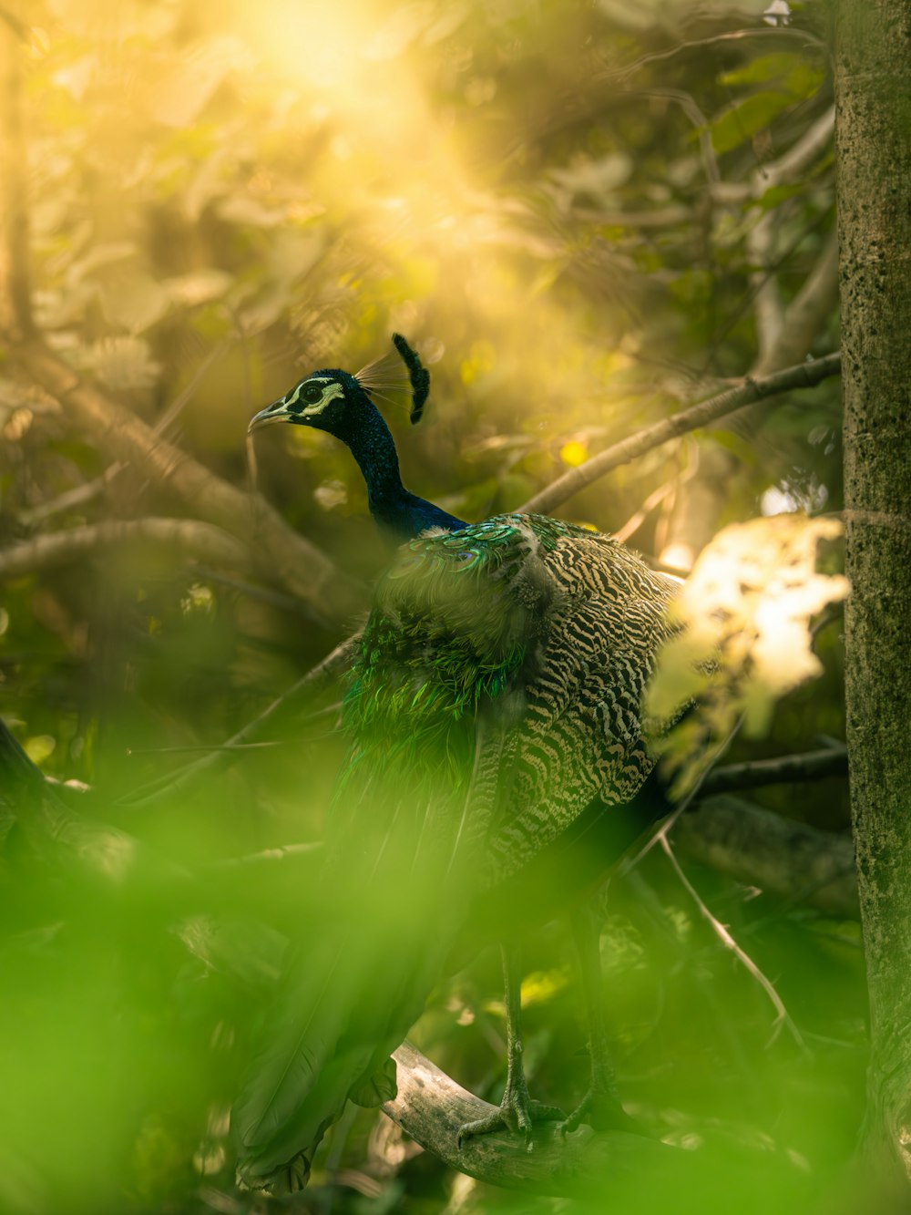 a peacock standing in the middle of a forest