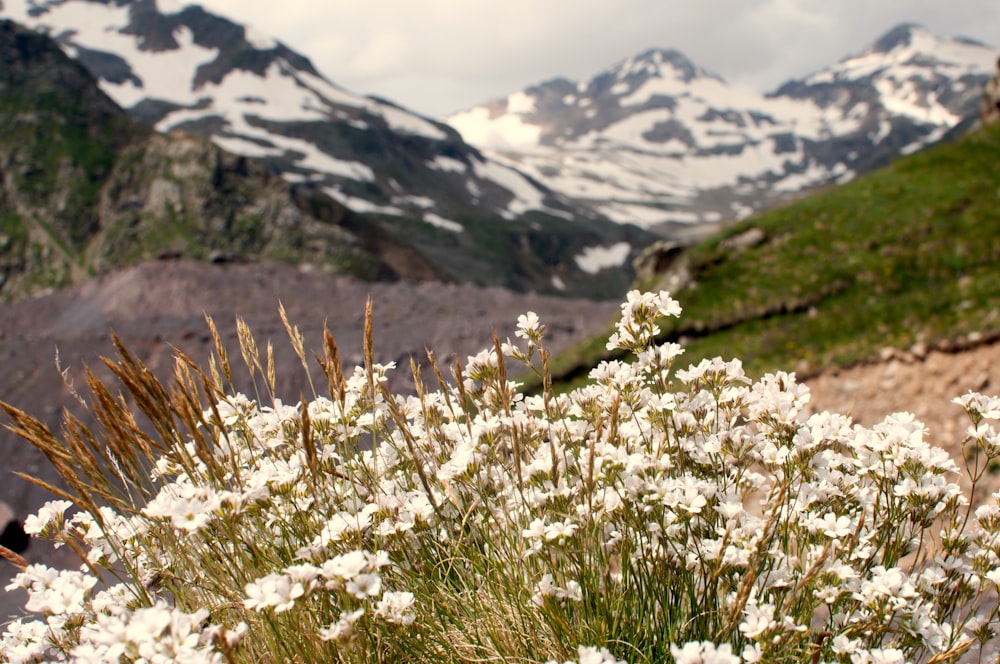 a field of white flowers with snow covered mountains in the background