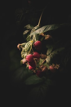 Close-up of ripe, dew-covered raspberries on a vibrant green bush bathed in morning light.