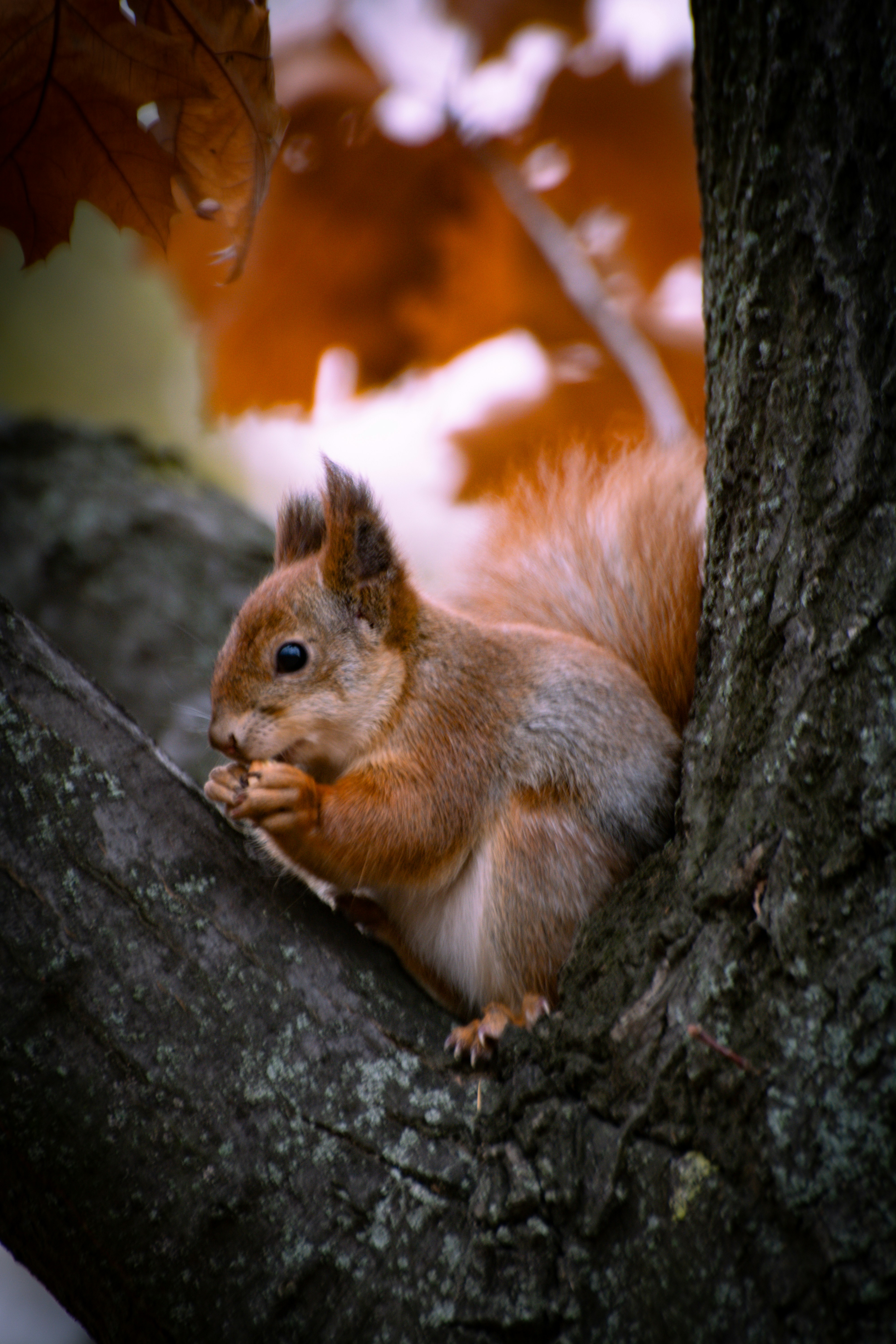 Photo by serhiikalyn