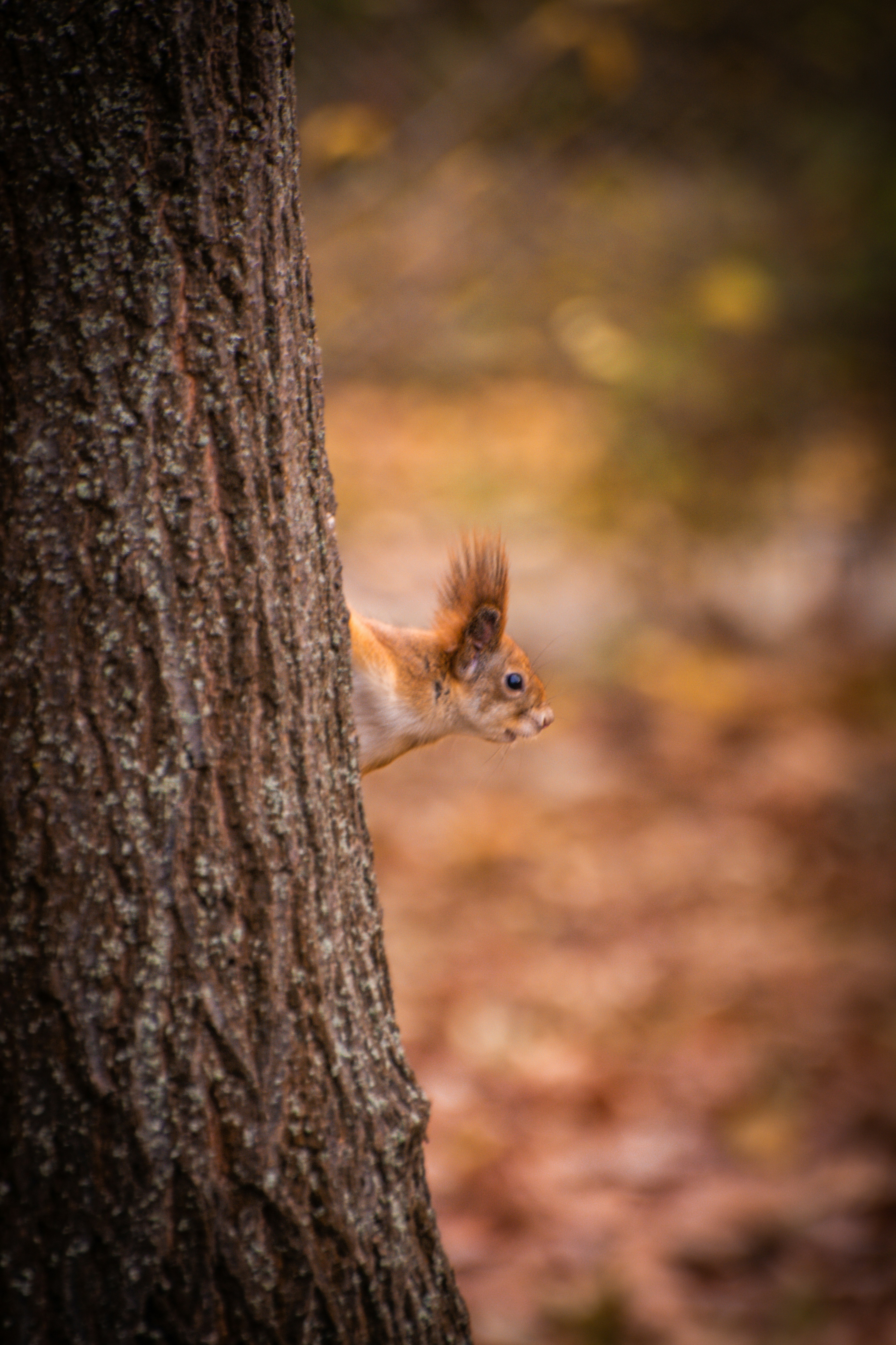 Photo by serhiikalyn