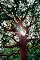 the sun shines through the branches of a large tree