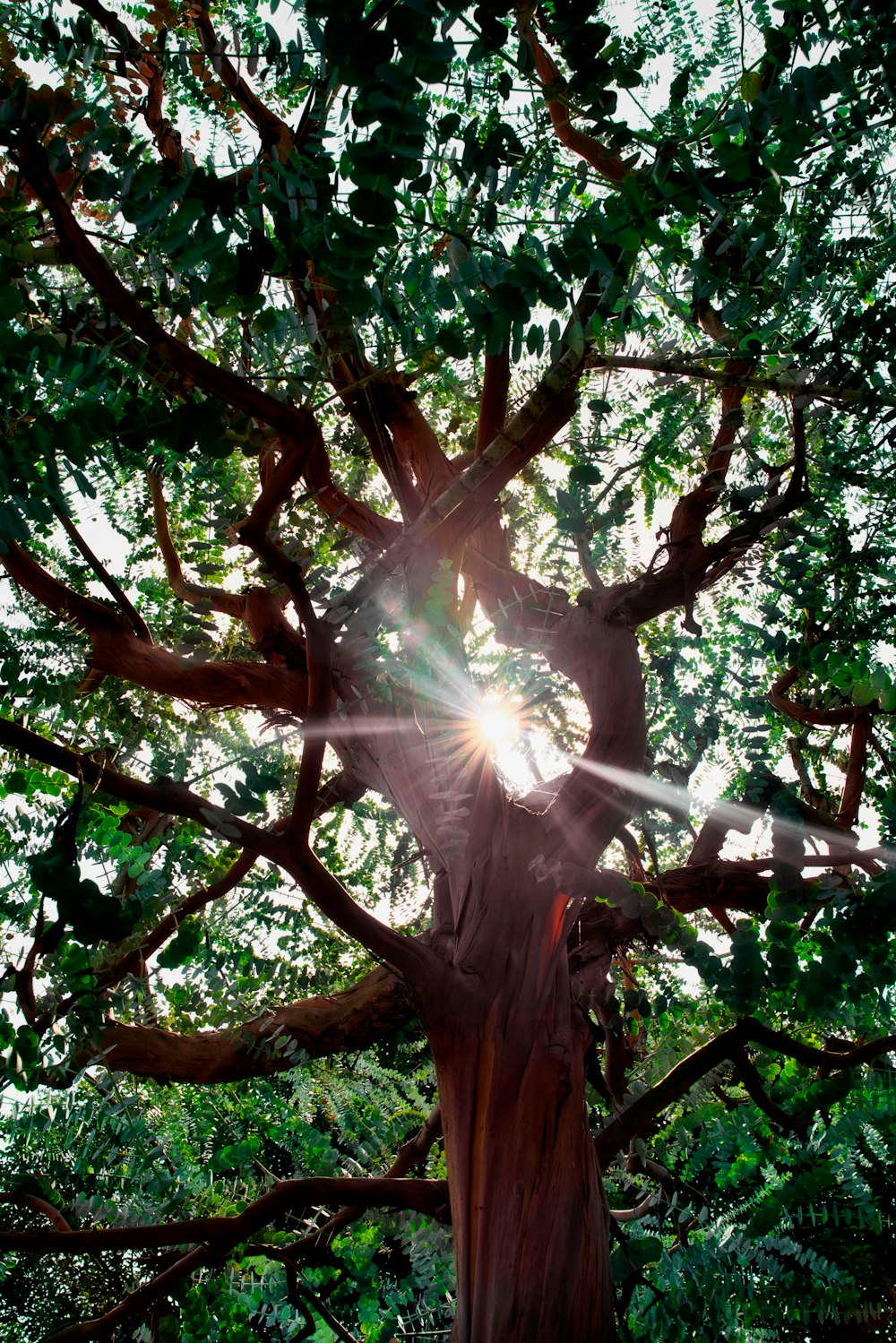 the sun shines through the branches of a large tree