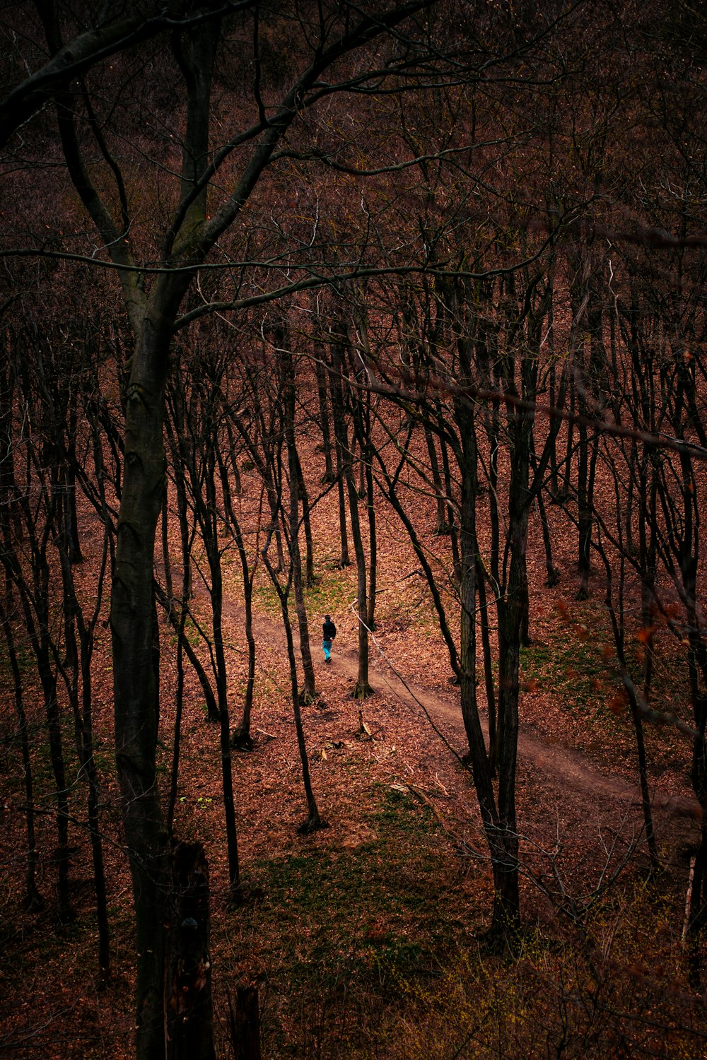 a person walking through a forest of bare trees
