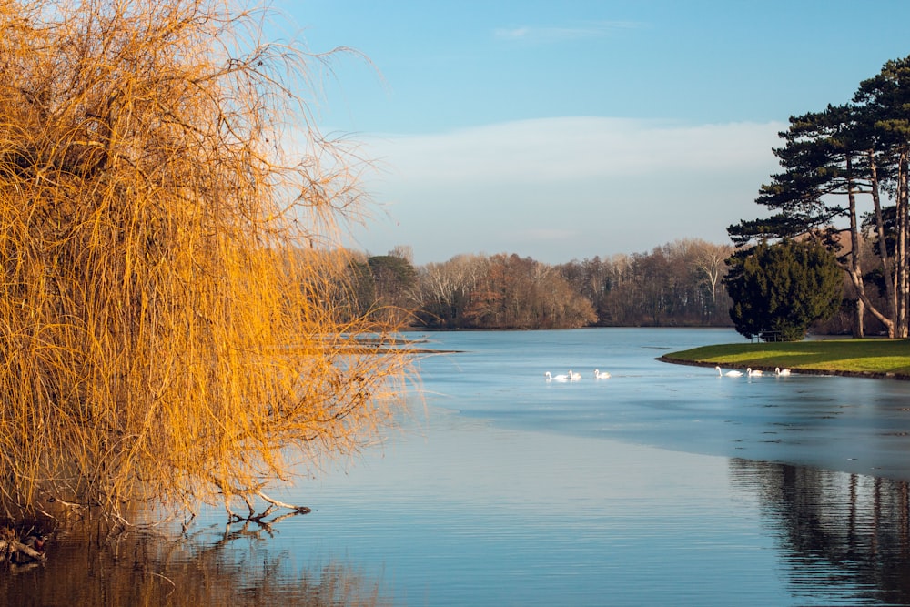 a body of water surrounded by trees and grass