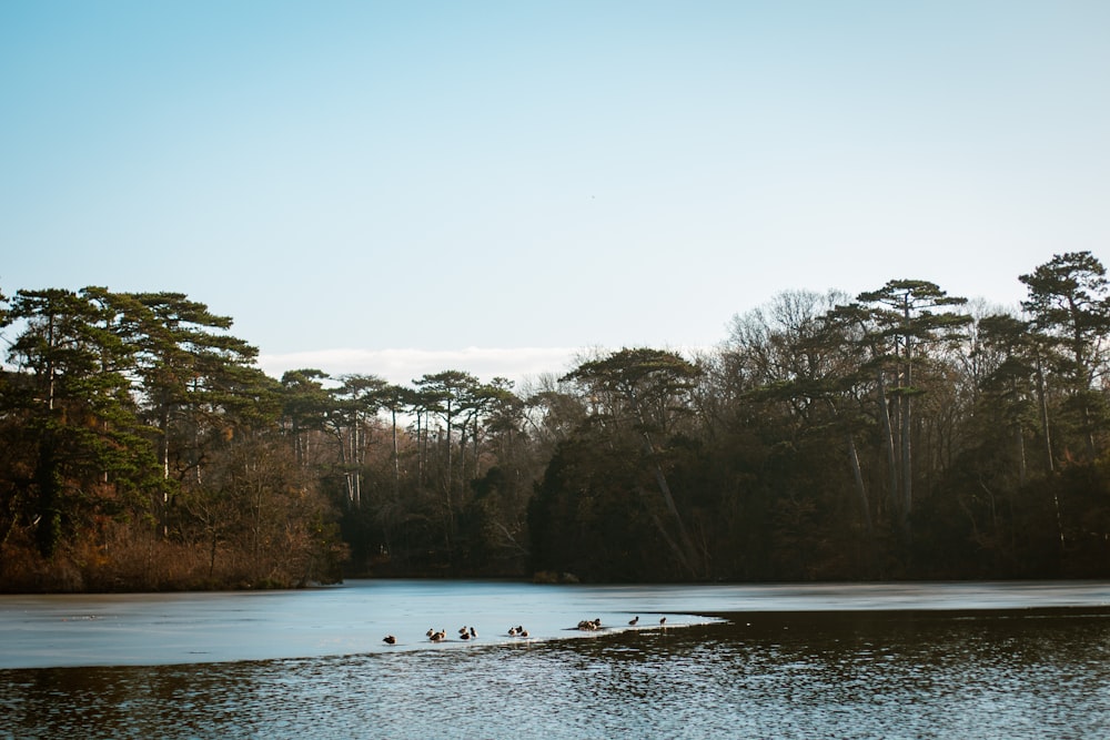 a group of ducks floating on top of a lake