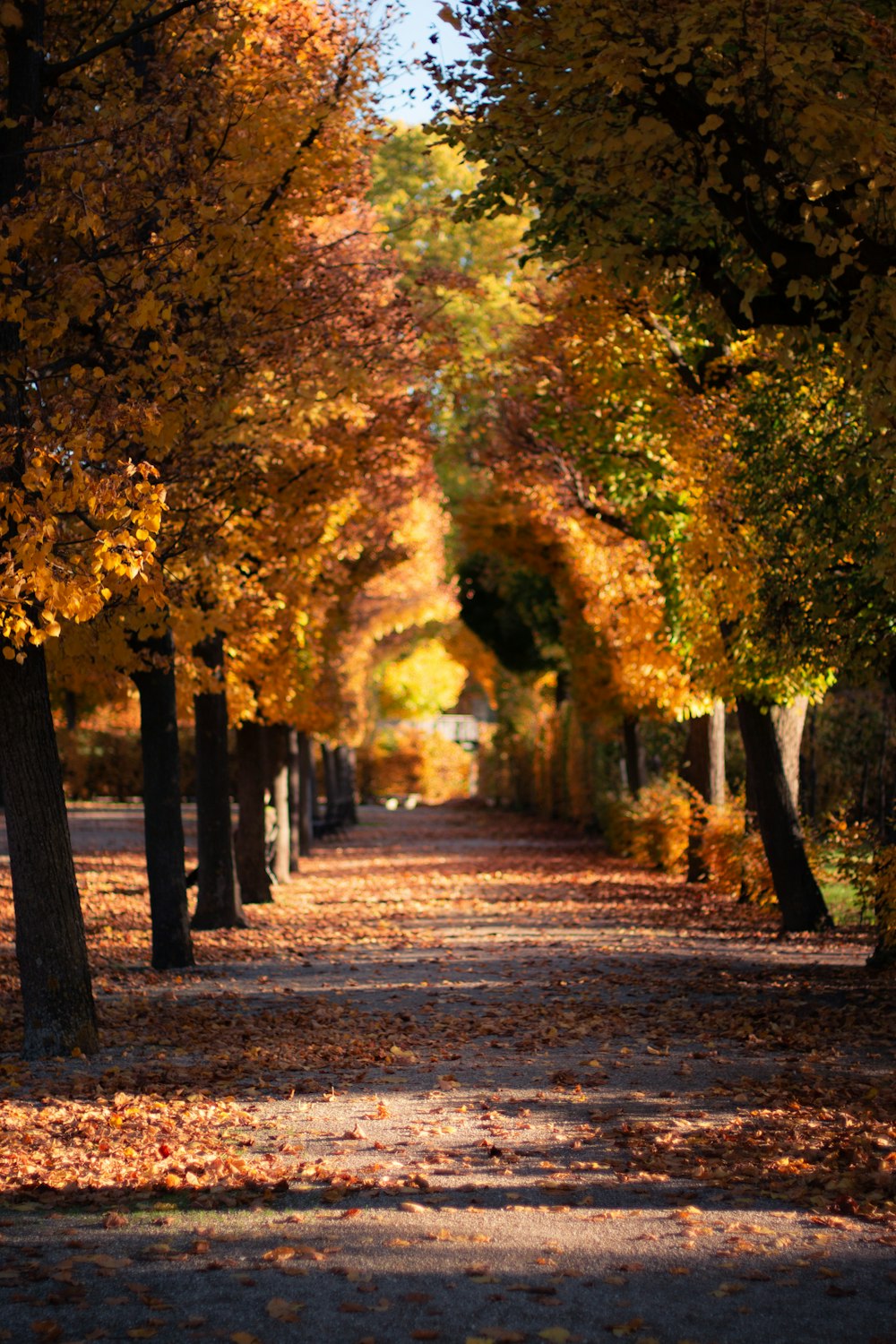 a road lined with trees with yellow and red leaves