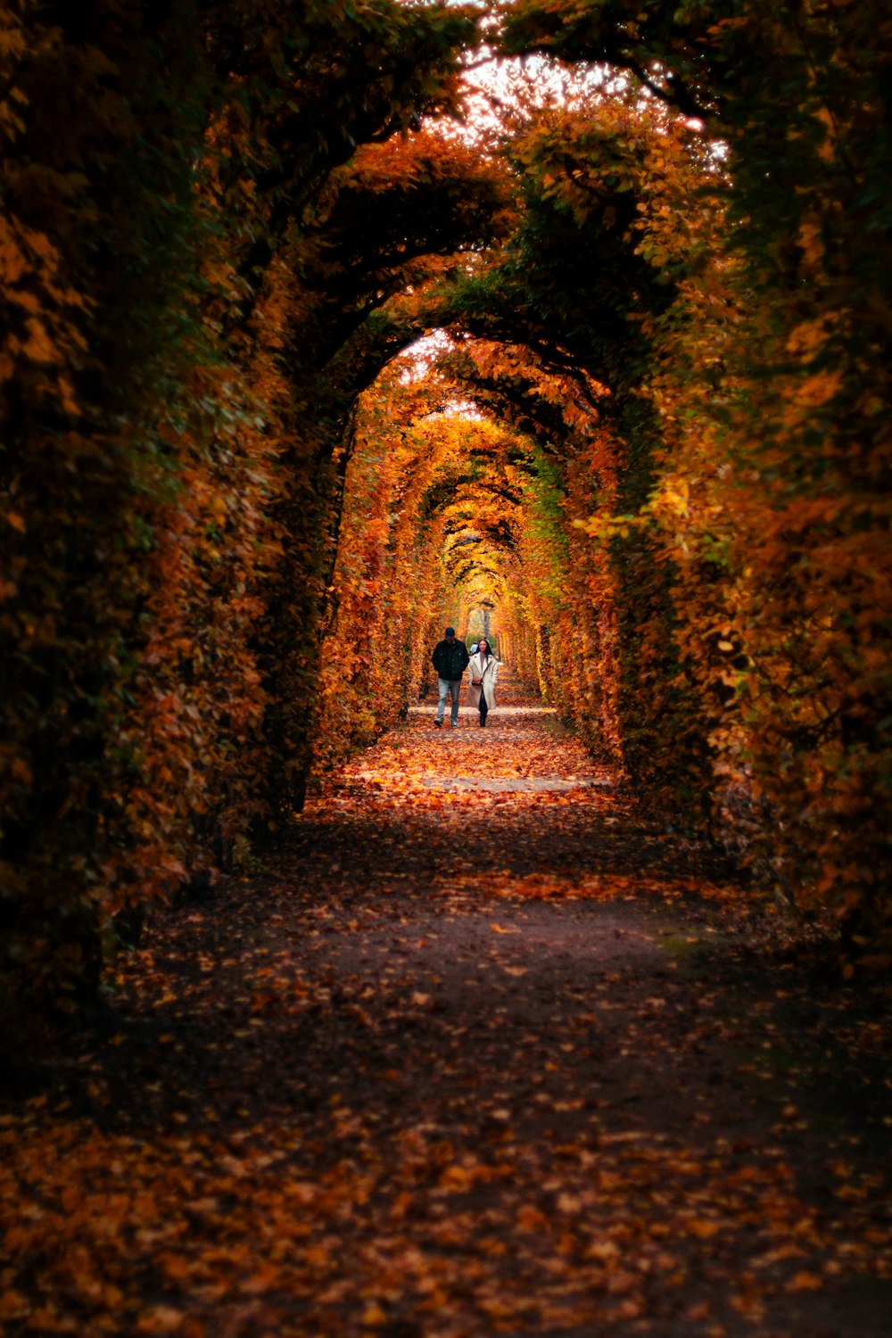 a couple walking down a path lined with trees