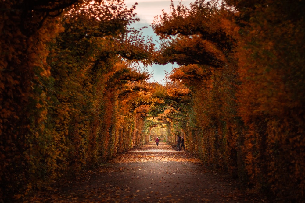 a couple walking down a path lined with trees