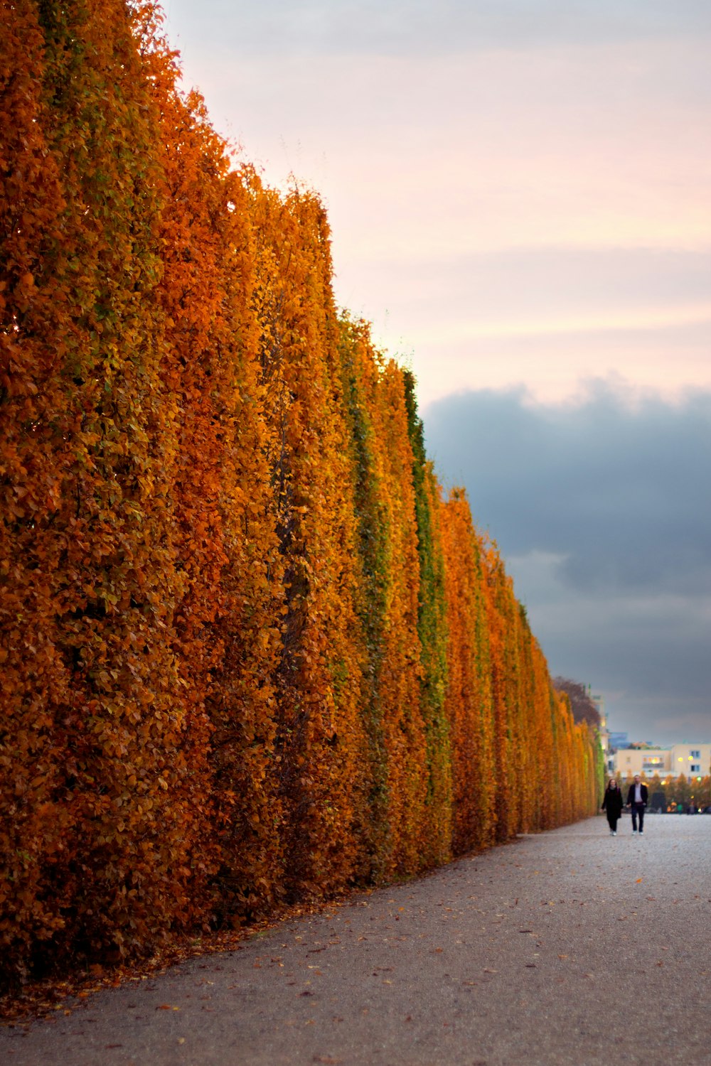 a couple of people walking down a street next to tall trees