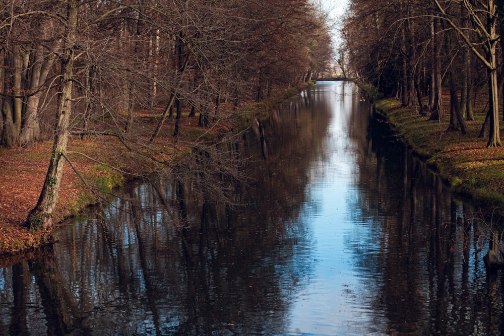 a river running through a forest filled with trees