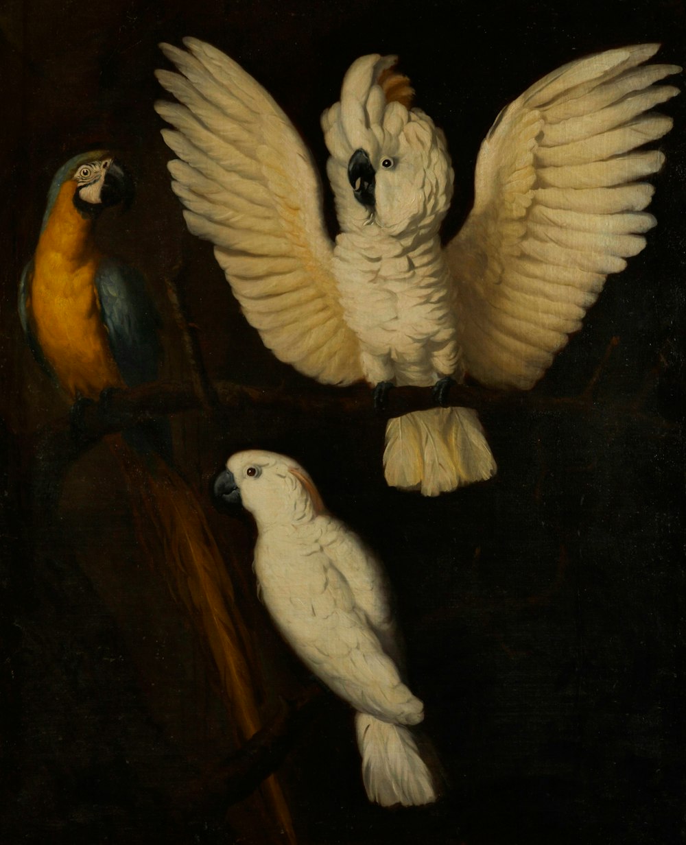 a painting of two white parrots and a yellow parrot