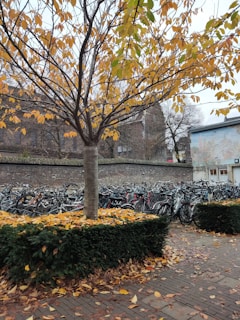 A tree with yellow and green leaves stands in the foreground, surrounded by neatly trimmed shrubs. The ground is covered with fallen leaves. In the background, there is a large collection of parked bicycles lined up against a brick wall. The setting appears to be an urban area, with a building partially visible to the right.